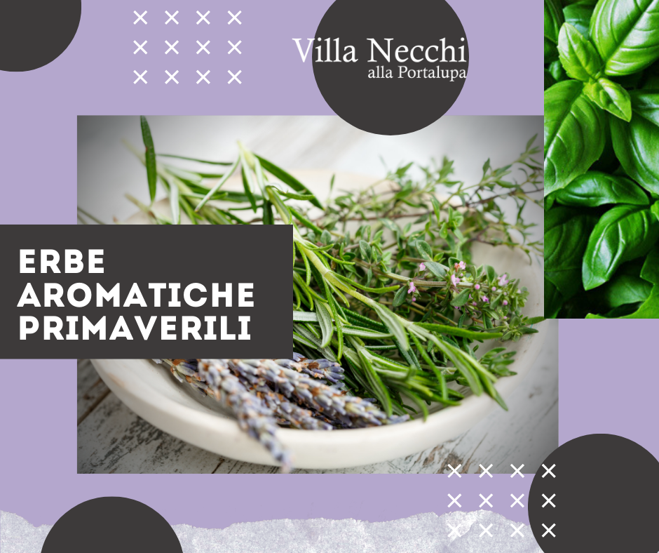 Erbe aromatiche primaverili