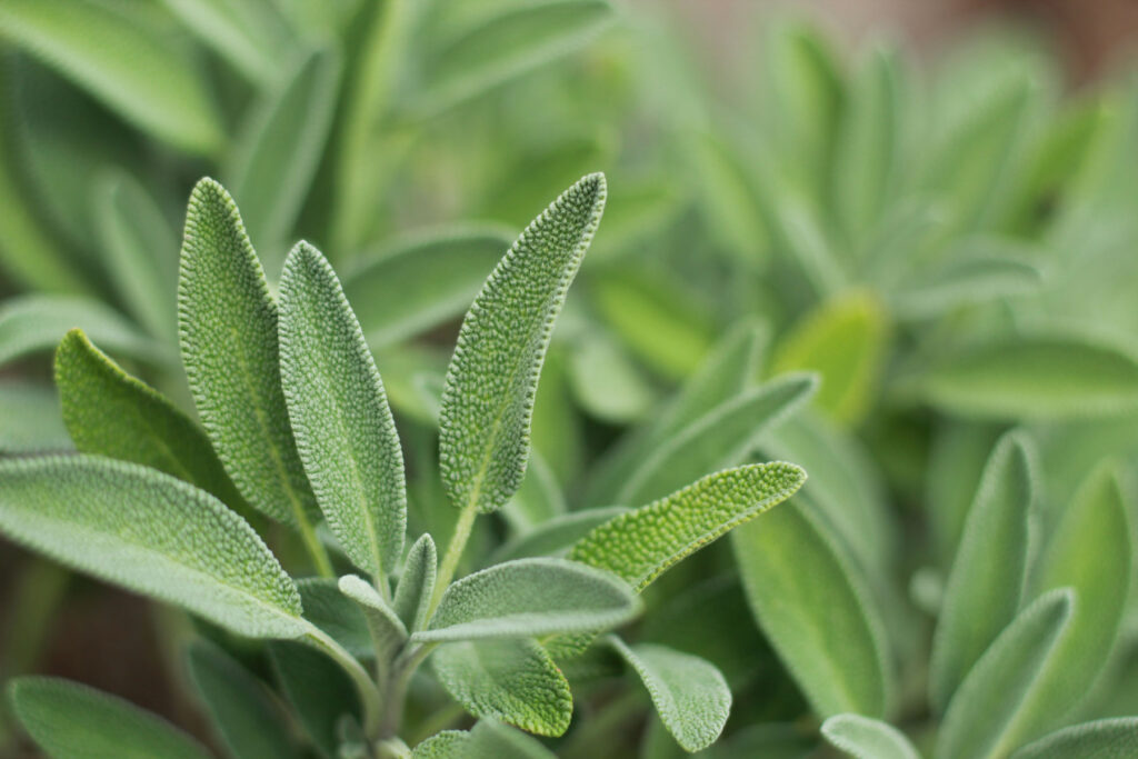 erbe aromatiche primaverili: salvia