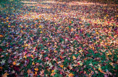 autunno