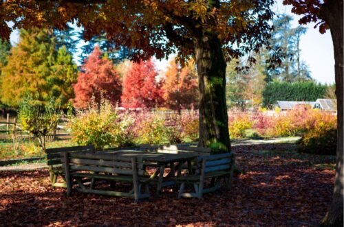 colori autunno